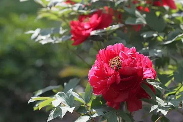 红牡丹的寓意，寓意富贵、圆满等