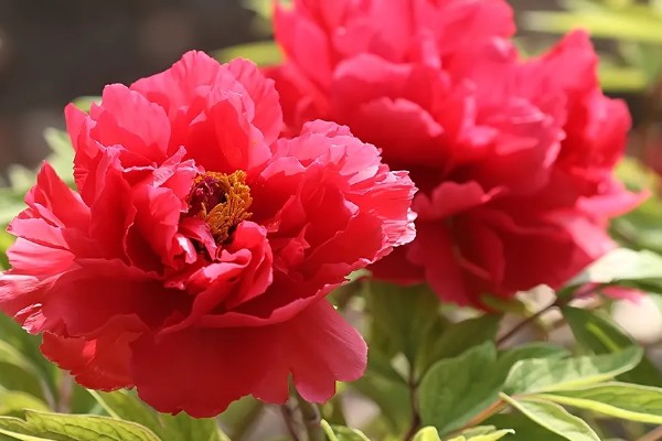 红牡丹的寓意，寓意富贵、圆满等