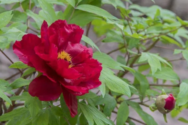 红牡丹的寓意，寓意富贵、圆满等