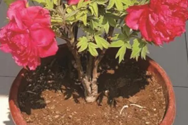 红牡丹的寓意，寓意富贵、圆满等