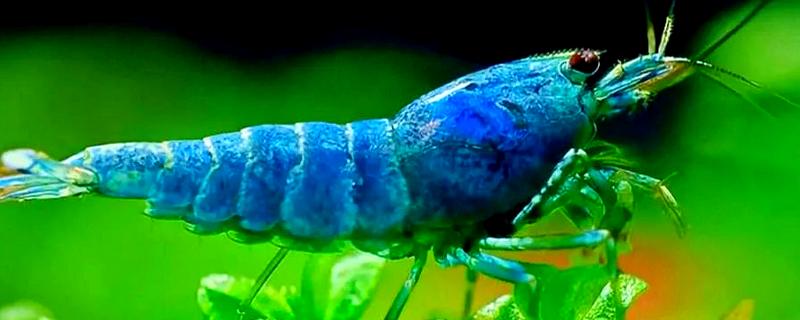 虾多久脱壳一次,不同品种的脱壳次数不同