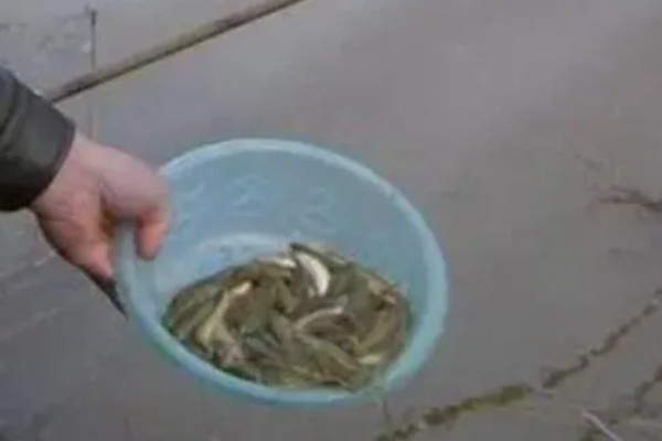 泥鳅怎样打窝不跑,放在白酒里浸泡十几分钟