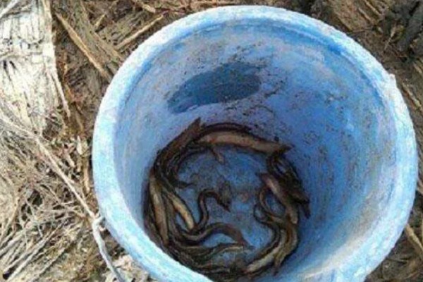 泥鳅怎样打窝不跑,放在白酒里浸泡十几分钟