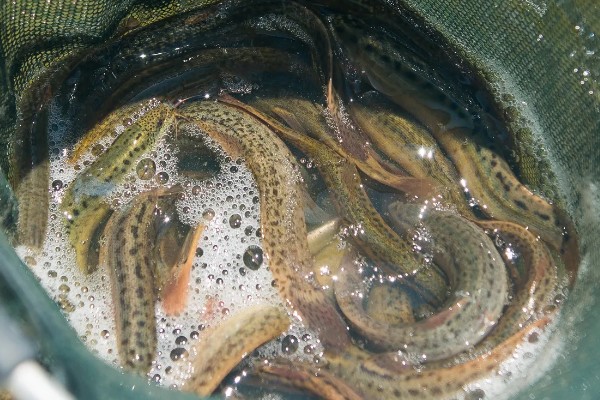 泥鳅怎样打窝不跑,放在白酒里浸泡十几分钟