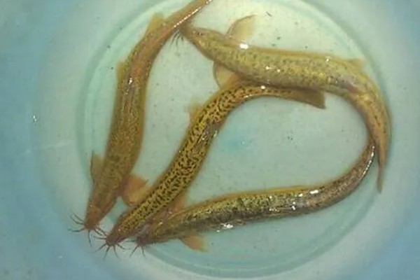 泥鳅怎样打窝不跑,放在白酒里浸泡十几分钟