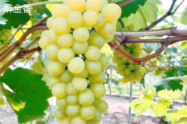 哪些葡萄品种前景好,推荐克瑞森、夏黑等