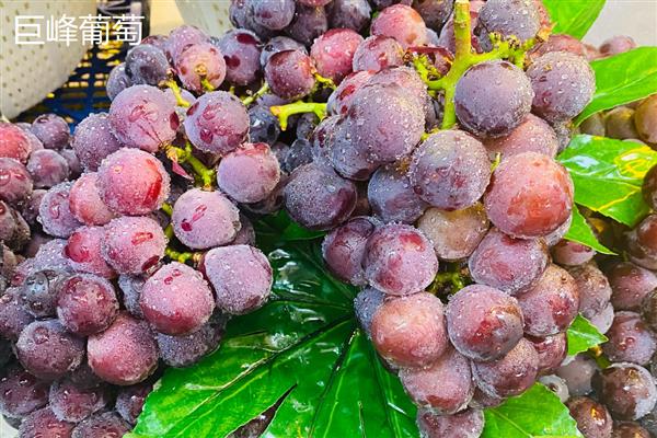 哪些葡萄品种前景好,推荐克瑞森、夏黑等