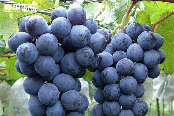 哪些葡萄品种前景好,推荐克瑞森、夏黑等