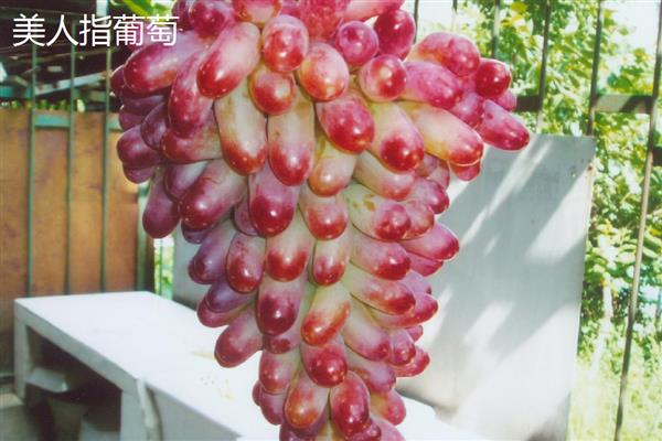 哪些葡萄品种前景好,推荐克瑞森、夏黑等