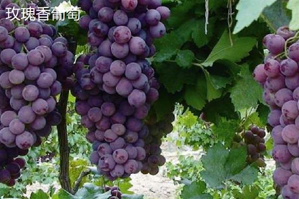 哪些葡萄品种前景好,推荐克瑞森、夏黑等