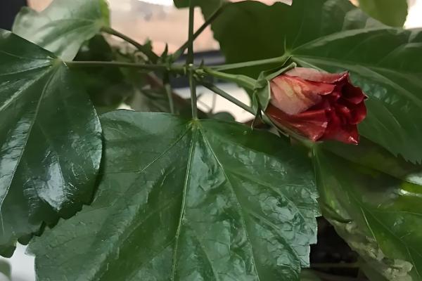 花受冻后能不能存活，受冻不严重未影响根系就不会死亡