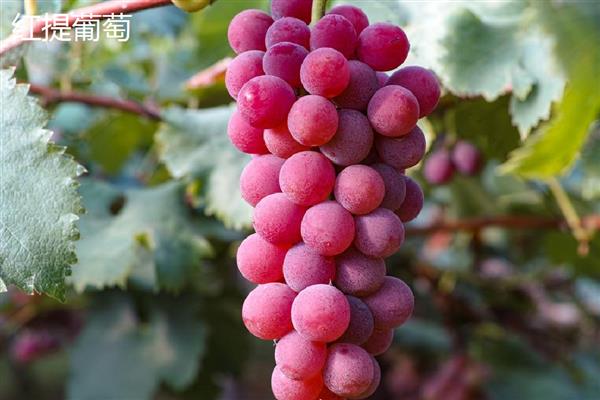 哪些葡萄品种前景好,推荐克瑞森、夏黑等