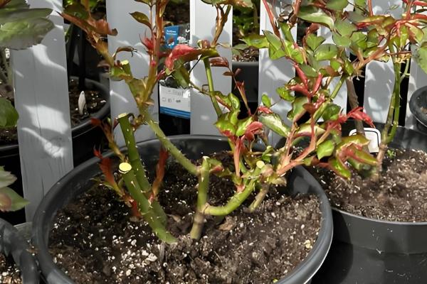 花受冻后能不能存活，受冻不严重未影响根系就不会死亡