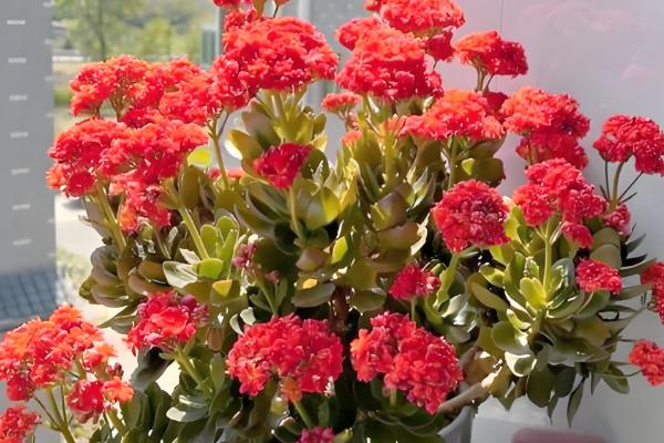 花受冻后能不能存活，受冻不严重未影响根系就不会死亡