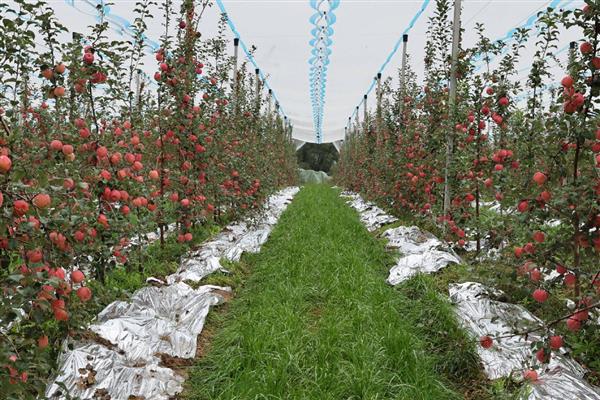 苹果褐斑病怎么防治,对果实套袋可减少发病率