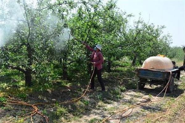 苹果褐斑病怎么防治,对果实套袋可减少发病率