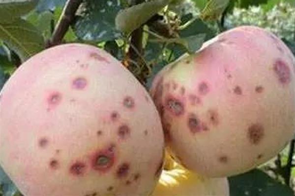 苹果褐斑病怎么防治,对果实套袋可减少发病率