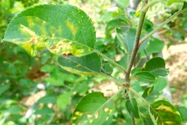 苹果褐斑病怎么防治,对果实套袋可减少发病率
