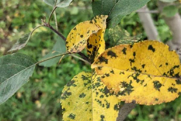 苹果褐斑病怎么防治,对果实套袋可减少发病率