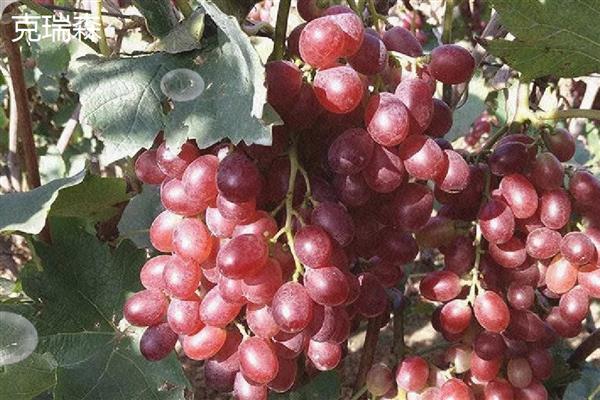 哪些葡萄品种前景好,推荐克瑞森、夏黑等