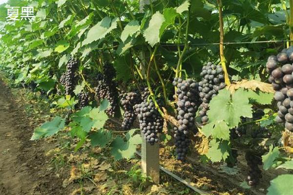 哪些葡萄品种前景好,推荐克瑞森、夏黑等