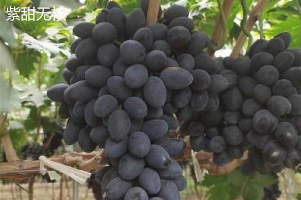 哪些葡萄品种前景好,推荐克瑞森、夏黑等