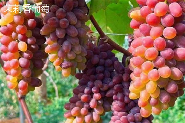 哪些葡萄品种前景好,推荐克瑞森、夏黑等