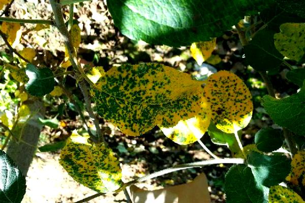 苹果褐斑病怎么防治,对果实套袋可减少发病率