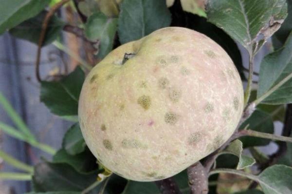 苹果褐斑病怎么防治,对果实套袋可减少发病率