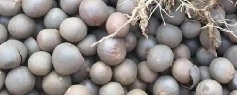 茶花种子破壳催芽方式,用锋利的刀具割伤发芽的部位