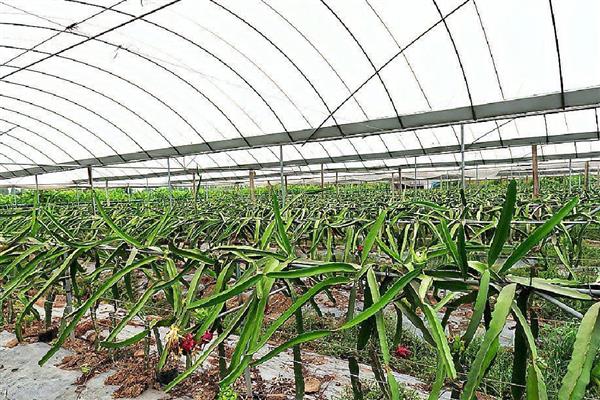 火龙果苗发黄腐烂如何解决，缺铁可喷施硫酸亚铁溶液