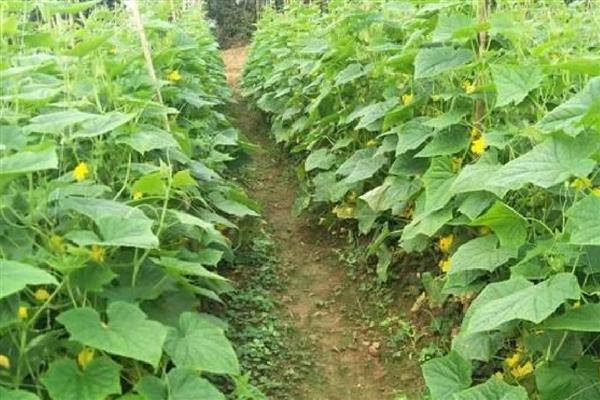 黄瓜肥害的原因,可能是氮肥过多所致