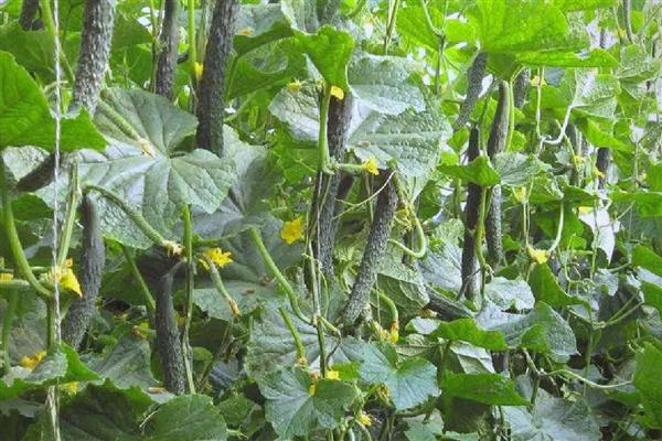 黄瓜肥害的原因,可能是氮肥过多所致