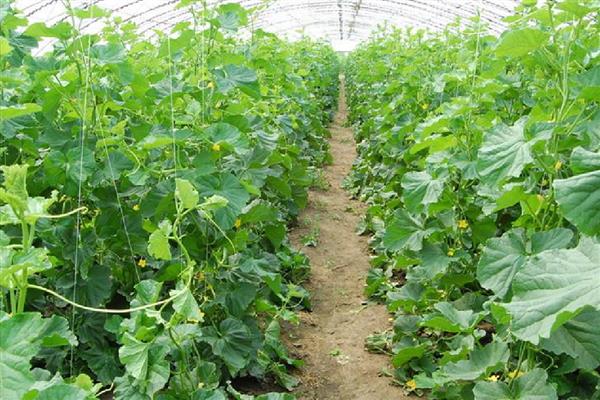 黄瓜肥害的原因,可能是氮肥过多所致