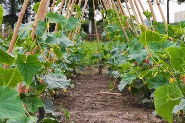 黄瓜肥害的原因,可能是氮肥过多所致