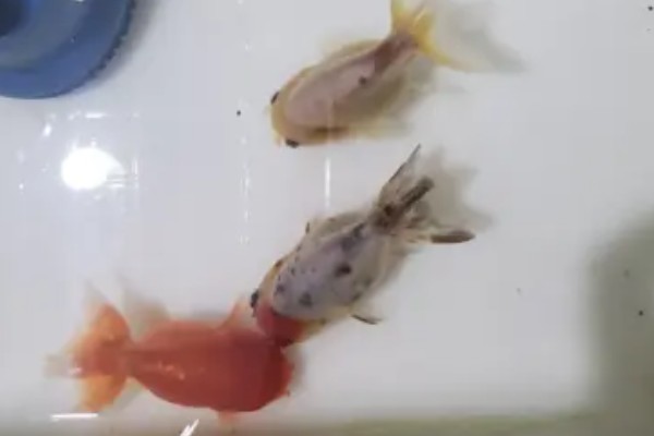 老头鱼能恢复吗,及时治疗可以恢复