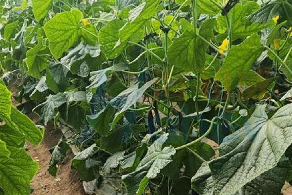 黄瓜肥害的原因,可能是氮肥过多所致