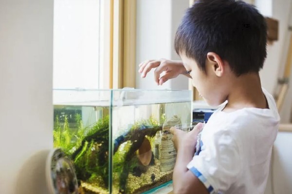 老头鱼能恢复吗,及时治疗可以恢复
