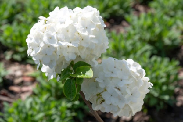 白色绣球花的花语是什么，寓意希望、光明等