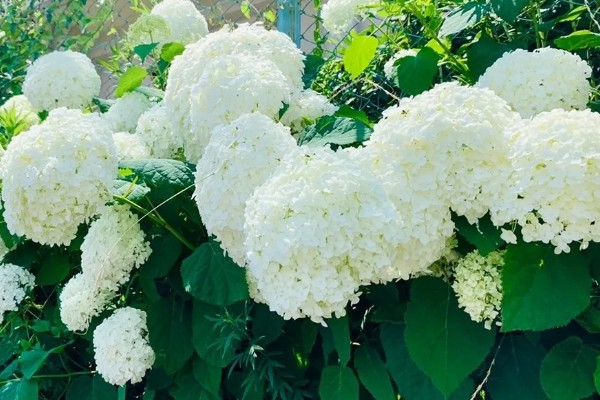 白色绣球花的花语是什么，寓意希望、光明等