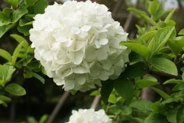 白色绣球花的花语是什么，寓意希望、光明等