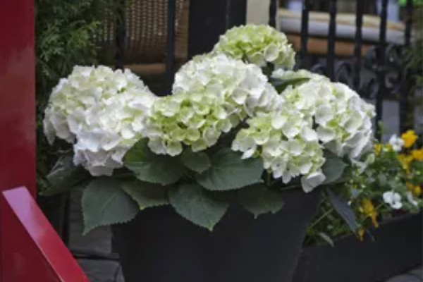 白色绣球花的花语是什么，寓意希望、光明等