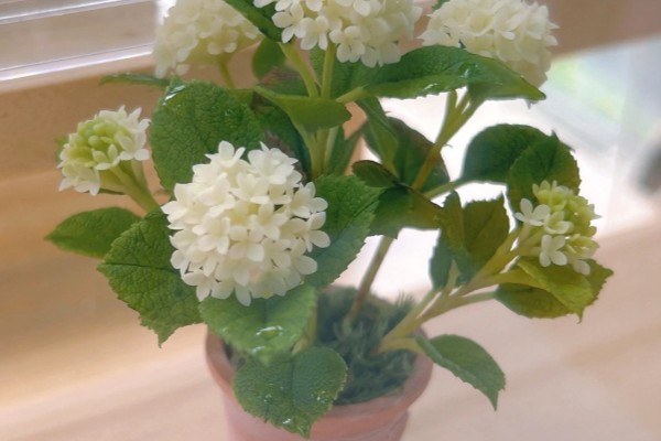 白色绣球花的花语是什么，寓意希望、光明等