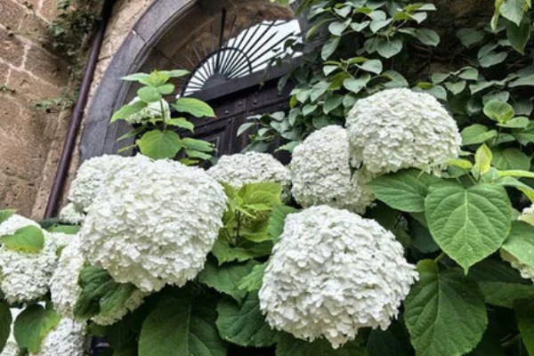 白色绣球花的花语是什么，寓意希望、光明等