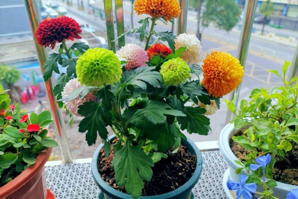 乒乓菊的修剪方法，剪掉顶部的枝条可促进侧枝生长