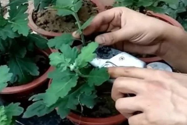 乒乓菊的修剪方法，剪掉顶部的枝条可促进侧枝生长