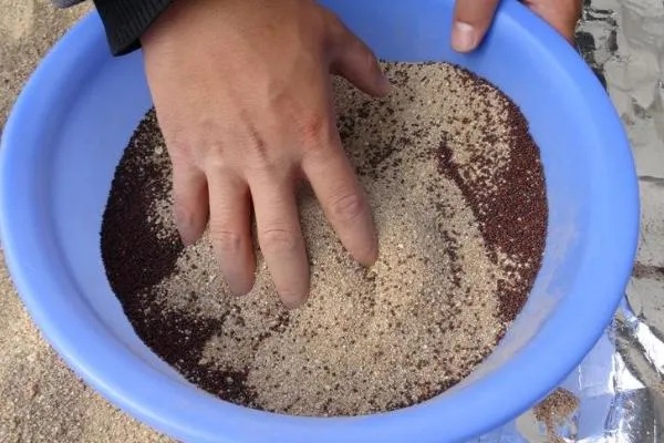 乒乓菊的修剪方法，剪掉顶部的枝条可促进侧枝生长