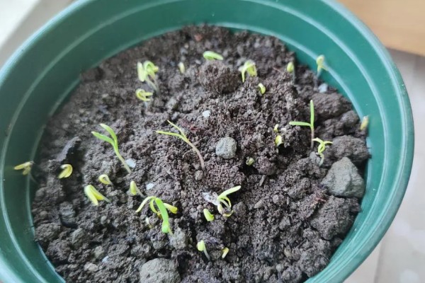 乒乓菊的修剪方法，剪掉顶部的枝条可促进侧枝生长