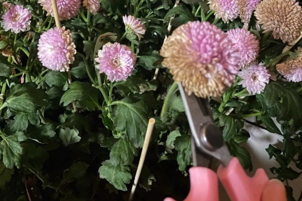 乒乓菊的修剪方法，剪掉顶部的枝条可促进侧枝生长
