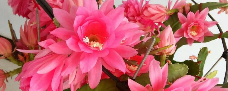 令箭荷花怎么长得快，要将其置于阳光充足的环境中养护